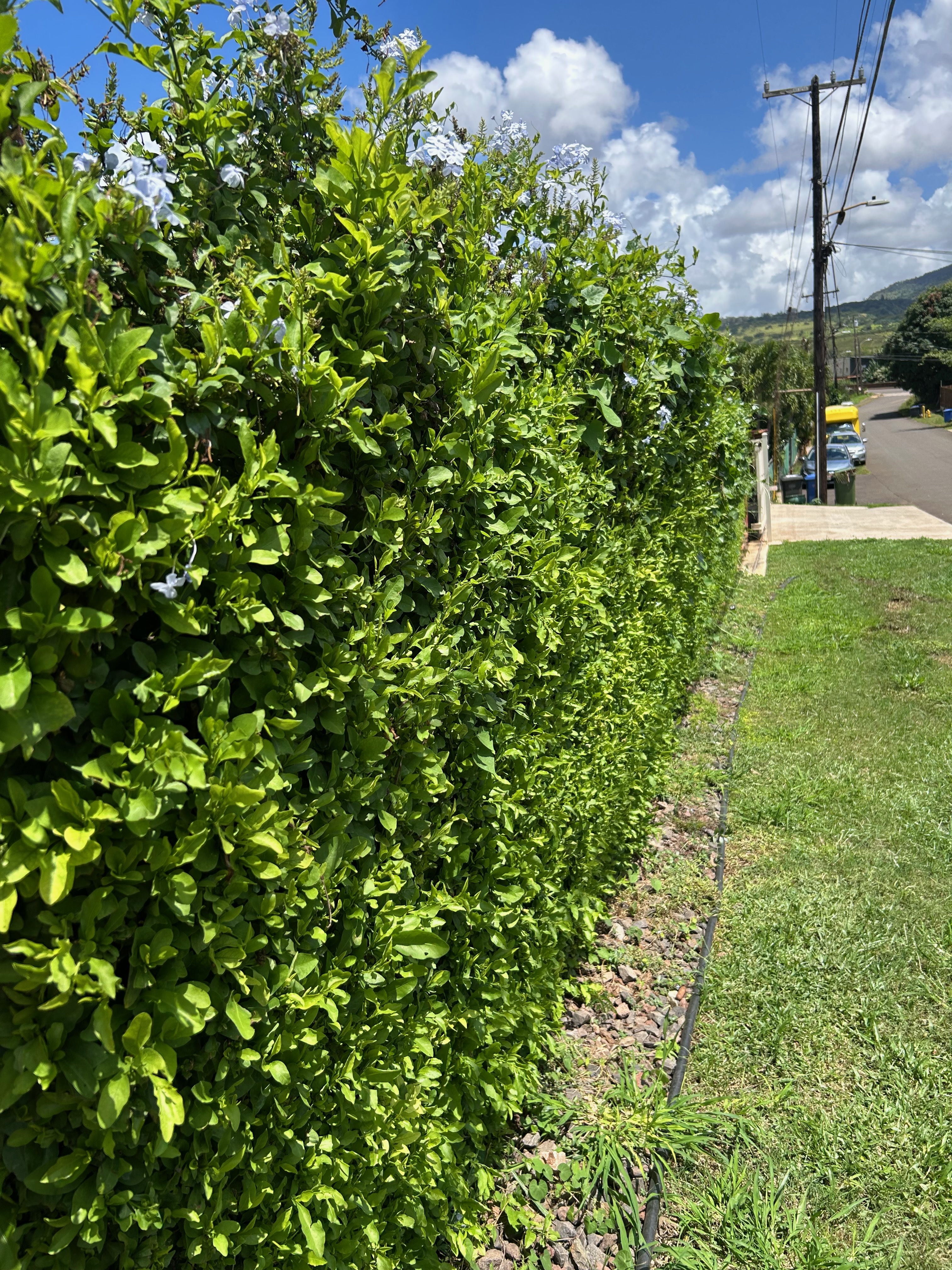 Landscape Trimming